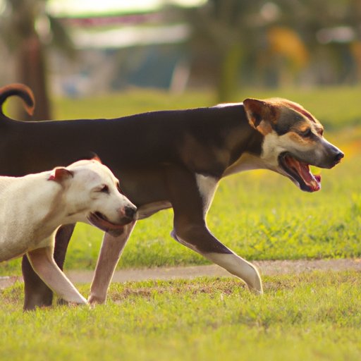 Why Dogs Get Stuck After Mating: Understanding Canine Reproduction