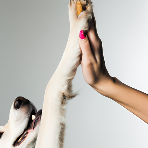 Why Do Dogs Give You Their Paw Without Asking? Decoding Canine Body Language