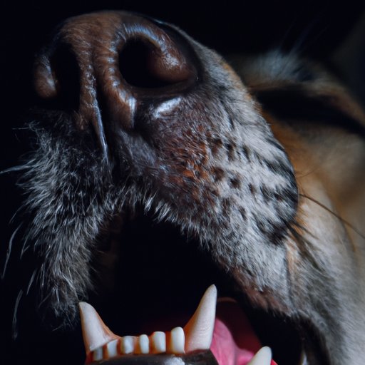 Why Do Dogs Have Wet Noses? Exploring The Scientific And Evolutionary Reasons