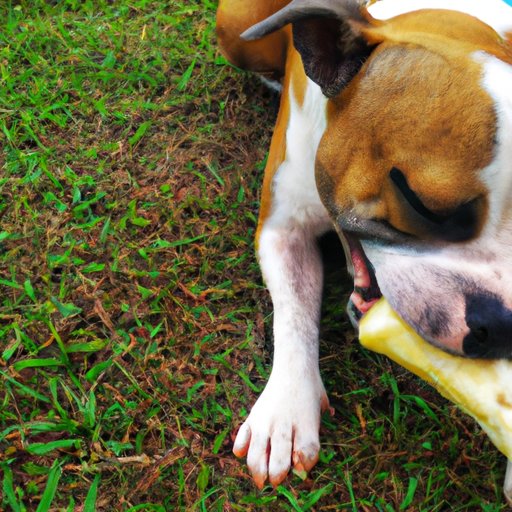 Why Do Dogs Hide Bones: Understanding The Behavior of Man’s Best Friend