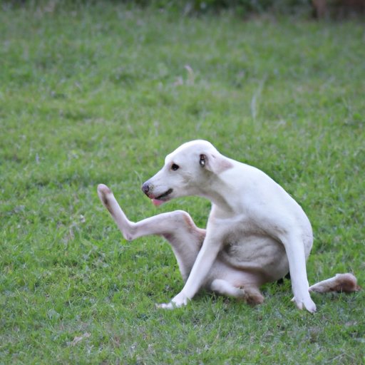 Why Do Dogs Hump People? Exploring the Science and Psychology Behind Canine Behavior