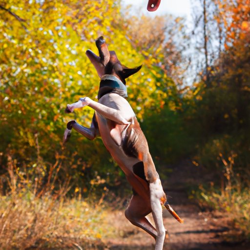 Why Do Dogs Jump on You? Understanding and Training Your Canine Friend