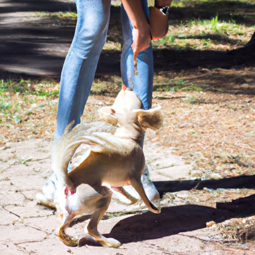 Why Do Dogs Kick Their Legs When You Scratch Them? Unraveling the Science and Psychology behind Your Dog’s Behavior