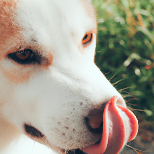 The Science Behind Why Dogs Lick Each Other: Understanding and Managing Licking Behavior in Dogs