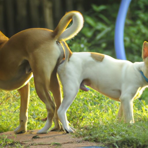 Why Do Dogs Lick Each Other’s Face and Ears? Exploring the Science, Communication and Social Dynamics of Licking Behavior in Canines