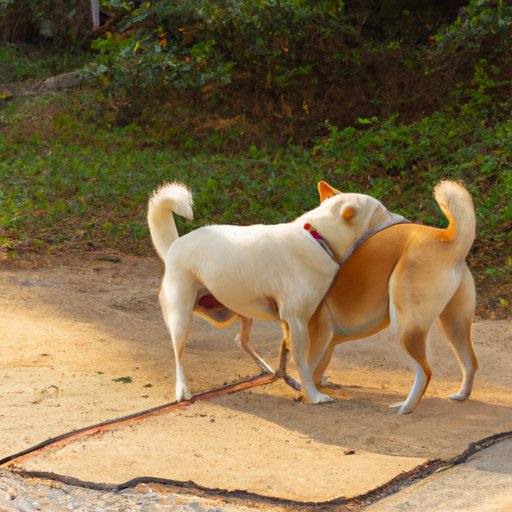 Why Do Dogs Lick Their Butt: Understanding the Biology and Behavior Behind the Gross Habit