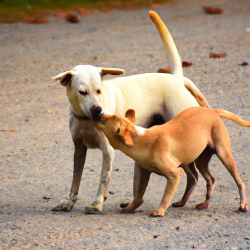 Why Do Dogs Lick Their Private Areas: The Science and Psychology Behind a Natural Behaviour