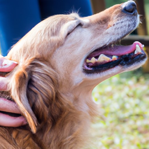 Why Do Dogs Like Being Pet: The Science and Psychology Behind It