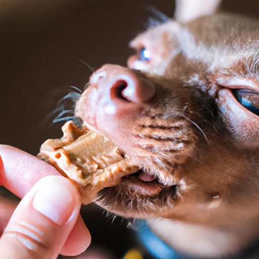 Why Do Dogs Like Peanut Butter? Exploring the Science and Anecdotes