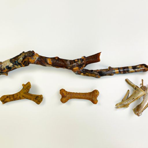 Why Do Dogs Like Sticks? Exploring the Different Reasons Behind Canine Fascination