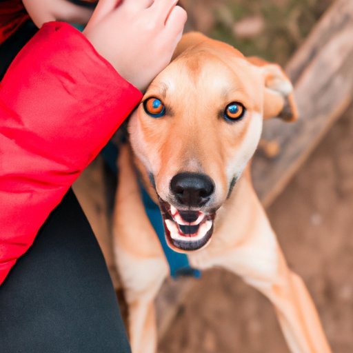 Why Do Dogs Paw at You? Understanding the Psychology and Behavior