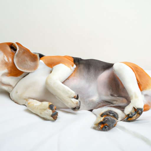 Why Do Dogs Pee on Beds? Understanding Your Pup’s Behavior and How to Stop It