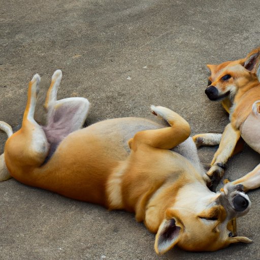 Why Do Dogs Roll on Their Back and Wiggle: The Science Behind the Happy Dance