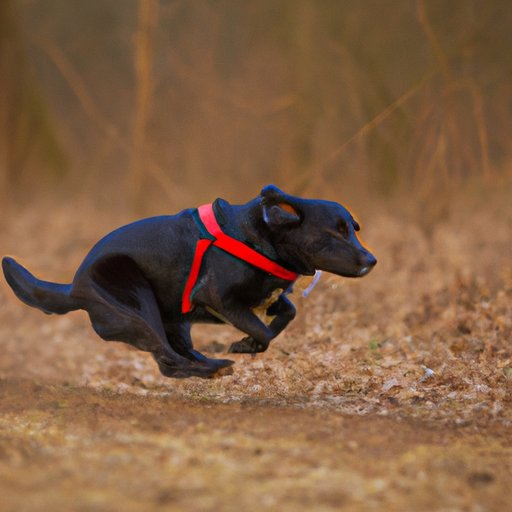 Why Do Dogs Run Away and How to Prevent It: A Comprehensive Guide