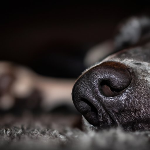 Why Do Dogs Sleep on Your Feet? Understanding the Behavior and Tips for Training