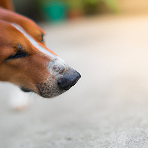 Why Do Dogs Sniff Human Private Areas: A Comprehensive Guide