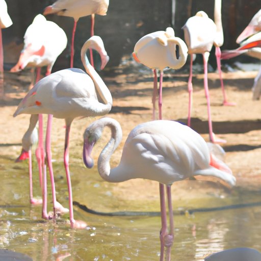 Why Do Flamingos Turn Pink: A Look at the Science, Culture, and Conservation of These Unique Birds