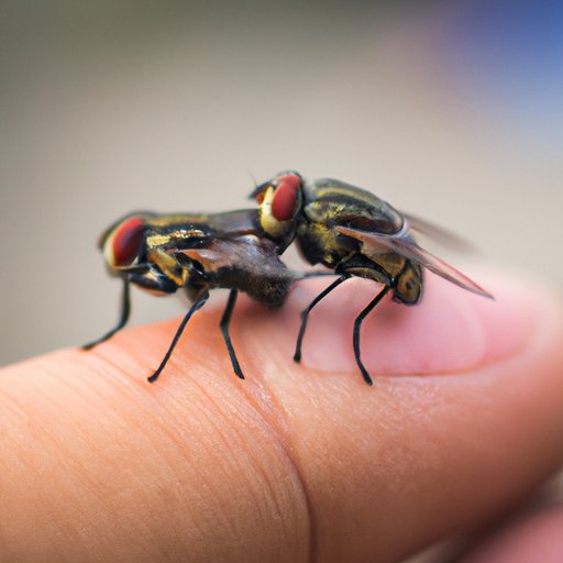 Why Do Flies Rub Their Hands? Exploring the Biology and Behavior Behind this Annoying Habit