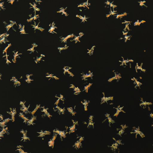 Why Do Gnats Fly in Your Face? Exploring the Science Behind It and How to Keep Them Away