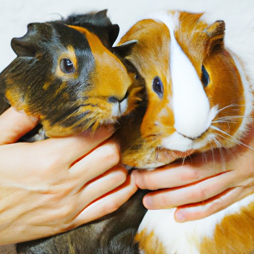 Why Do Guinea Pigs Purr: Understanding the Science, Significance, and Health Benefits of This Endearing Behavior