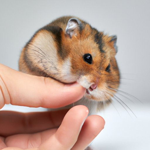 Why Do Hamsters Die So Easily? A Comprehensive Guide to Understanding and Preventing Premature Hamster Deaths