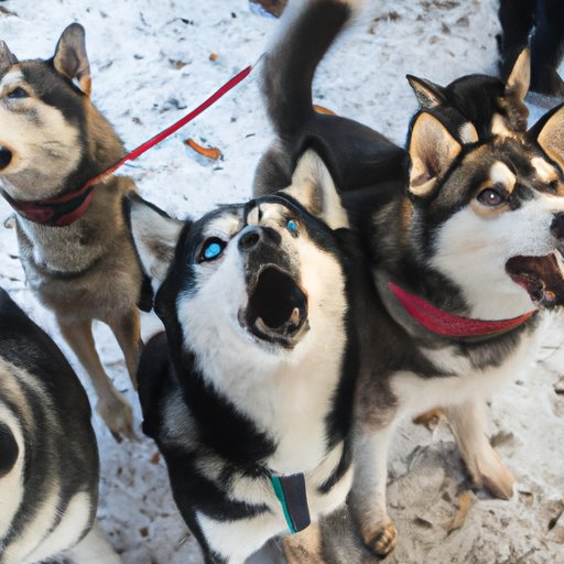 Why Do Huskies Howl: Understanding the Reasons Behind These Wild-Like Vocalizations