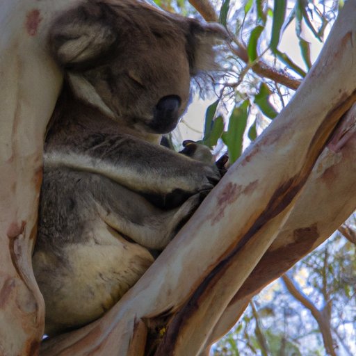 Why Do Koalas Have Chlamydia: Exploring the Root Causes and Impacts of Koala’s Chlamydia Epidemic