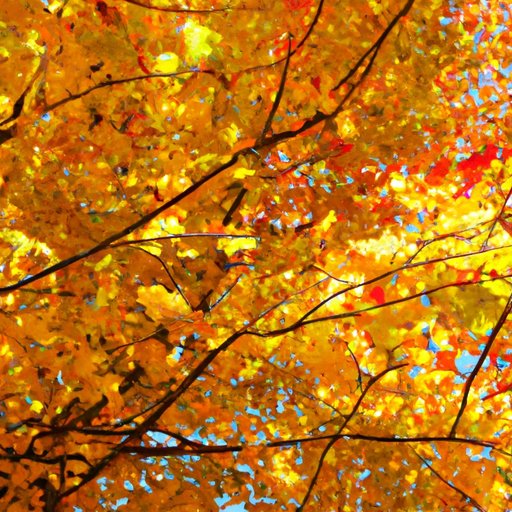 The Science and Beauty Behind the Changing Colors of Fall Leaves