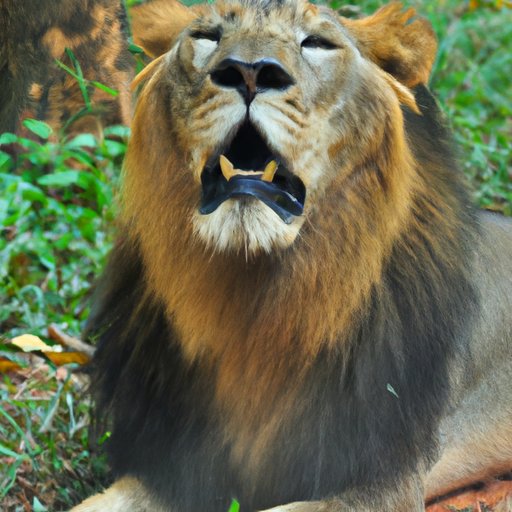 Why Do Lions Roar: The Purpose, Biology, and Significance of Lion Roars