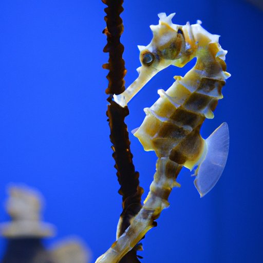 The Miracle of Male Pregnancy: Exploring the Mystery of Male Seahorses Giving Birth