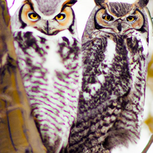 Owls Hooting at Night: Understanding the Mystery Behind Their Calls