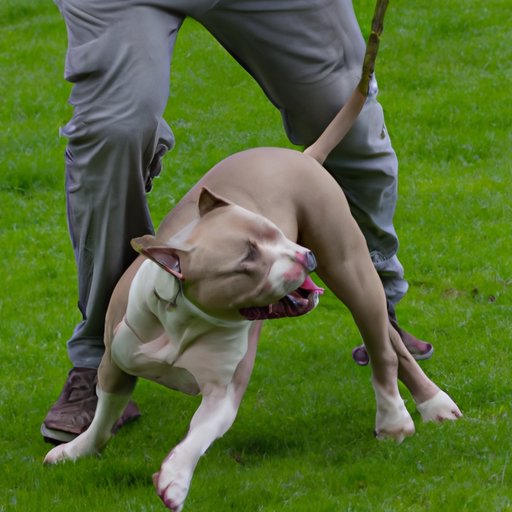 Why Do Pitbulls Attack: Debunking Stereotypes and Reclaiming Misunderstood Breeds