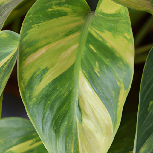 Why Do Plants Appear Green? Understanding the Science Behind Plant Pigments