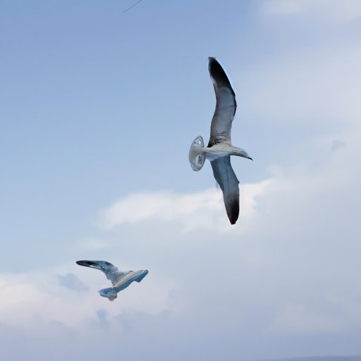 Why Do Seagulls Fly Over the Sea: Exploring the Science, Ecology, and Evolution of Seagull Flight Patterns
