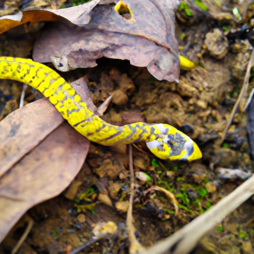 Exploring the Bizarre Practice of Self-Cannibalism in Snakes