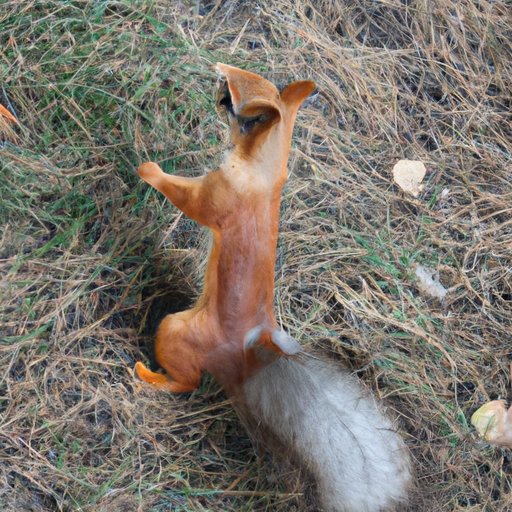 What Does It Mean When Squirrels Flick Their Tails? An Exploration of This Adaptive Behavior