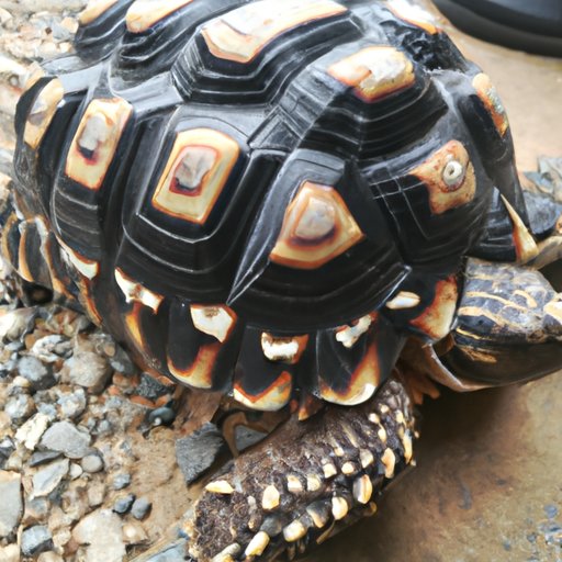 Why Do Turtles Attack Black Shoes: Understanding the Reasons and How to Avoid It