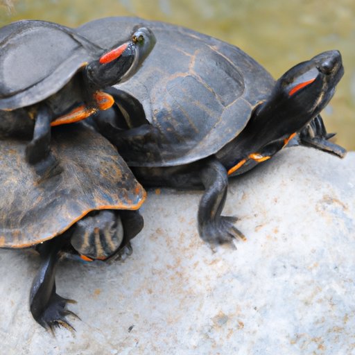 Why Do Turtles Attack Black Things: Exploring the Science Behind the Phenomenon and How to Avoid It