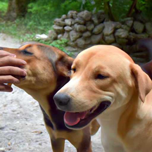 Why Does a Dog Lick You? Exploring the Biology, Behavior, and Communication of Man’s Best Friend