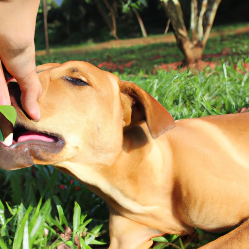 The Science and Reasons Behind Why Dogs Lick