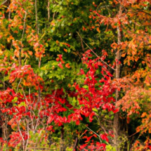 The Mystery of Autumn Foliage: The Science and Significance Behind the Changing of Leaf Color