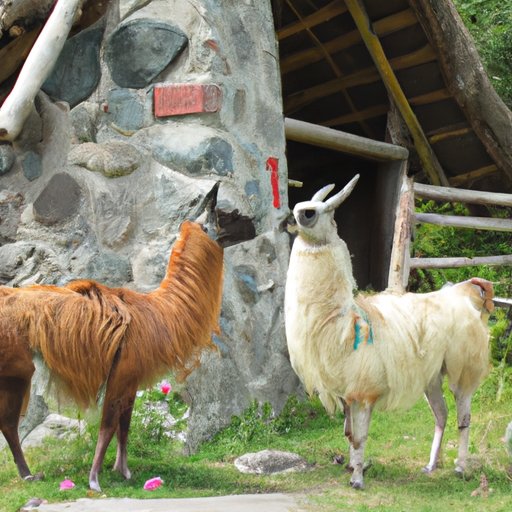 Why Do Llamas Spit? Unlocking the Truth Behind the Myth