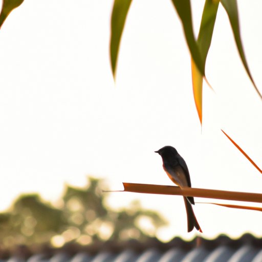 The Science Behind Birds Chirping in the Morning: Exploring Nature’s Alarm Clock