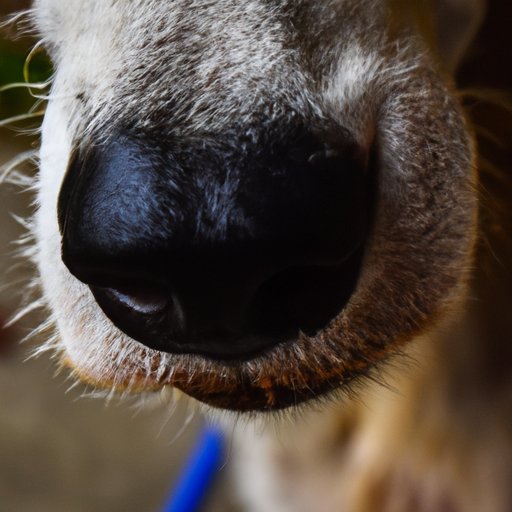 Why Does A Dog Have Whiskers? Understanding the Importance of Canine Whiskers