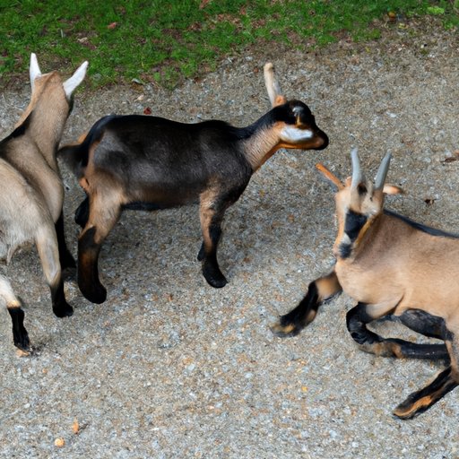 What’s Behind the Fainting Goats Phenomenon? Exploring the Biology and Genetics of This Quirky Behavior