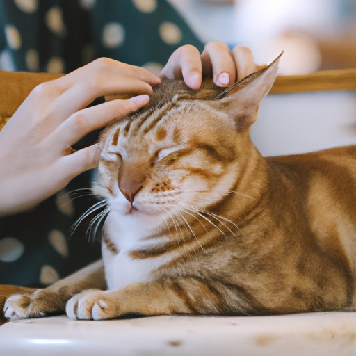 Why Does My Cat Purr So Loud? Understanding the Science and Emotions Behind Your Feline Friend’s Vibrations