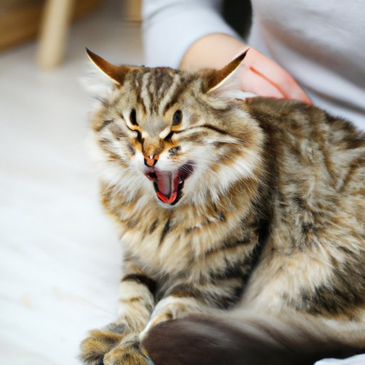 Understanding Your Cat: Exploring the Science and Benefits Behind Cat Purring