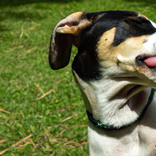 Why Does My Dog Always Lick Me? A Comprehensive Guide to Understanding Canine Behavior