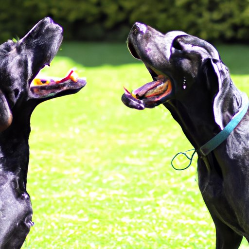 Why Does My Dog Bark at Me? A Comprehensive Guide to Understanding Canine Communication