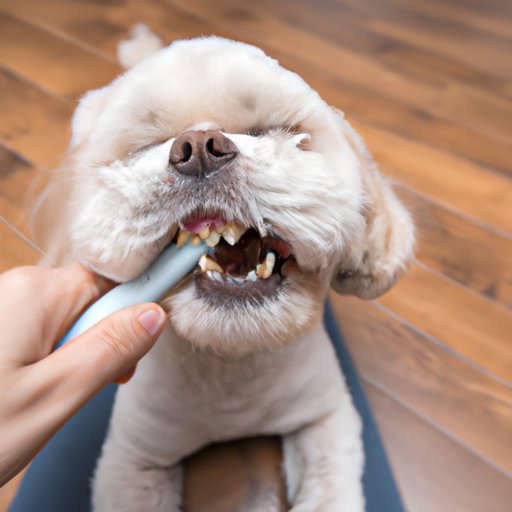 Why Does My Dog Bite His Paws? Understanding and Solving This Behavior